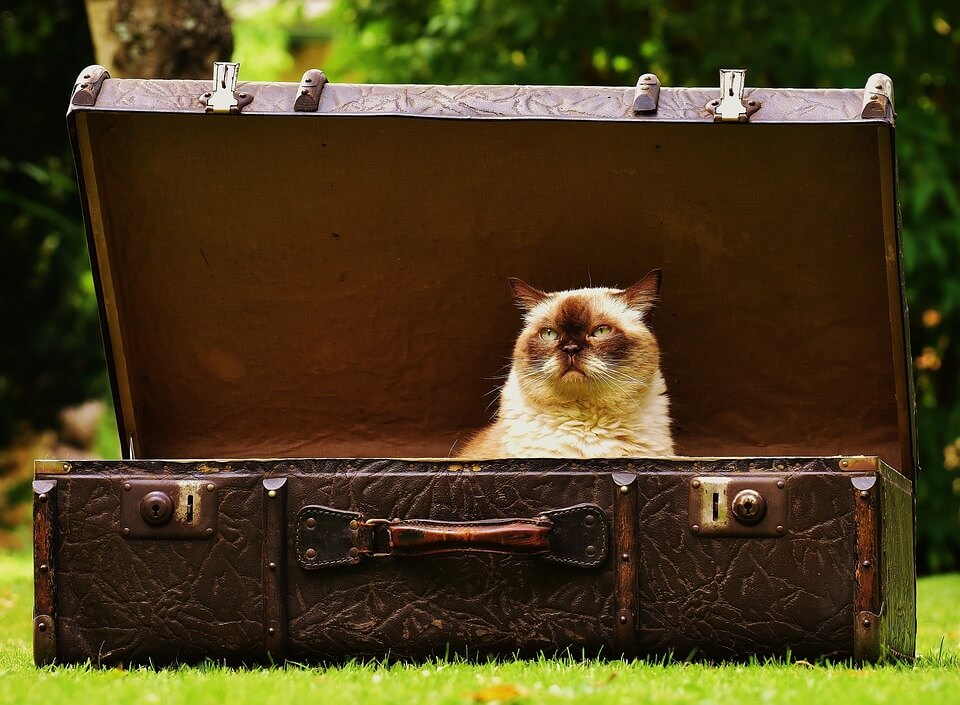 Cat in a suitcase waiting to move - moving services London